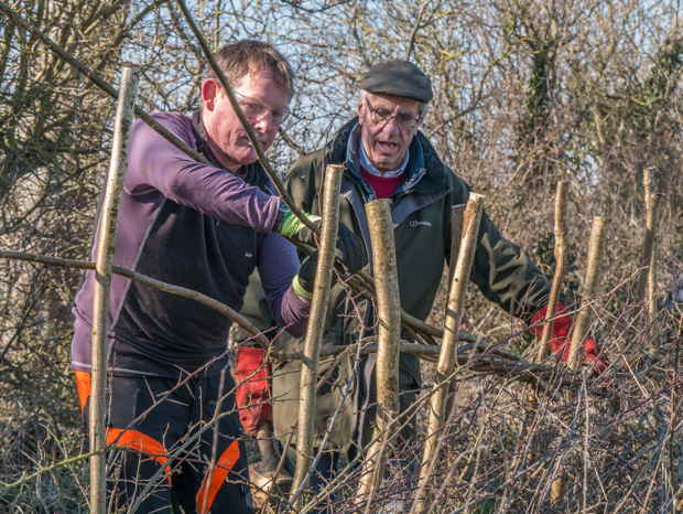 Hedge laying