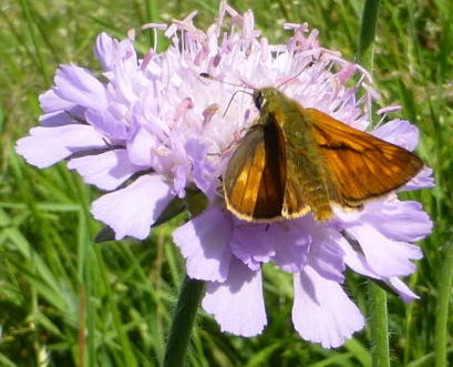 Large skipper on field scabious