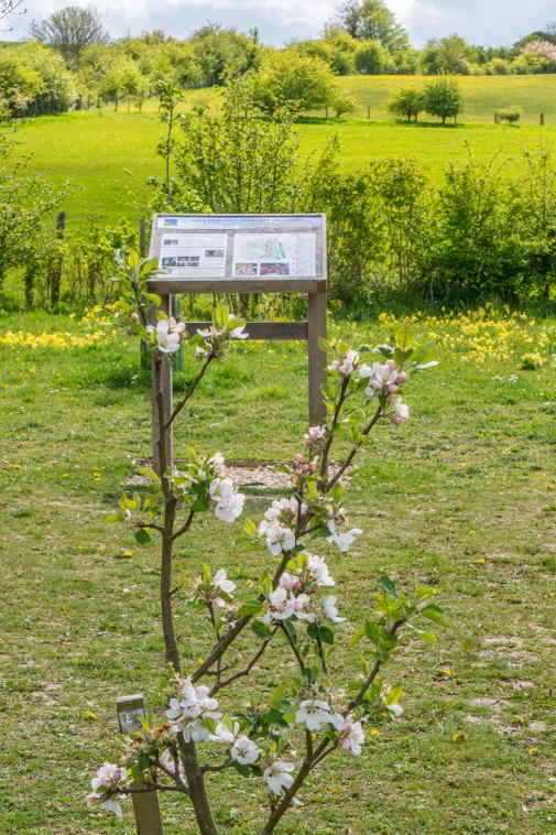 tree blossom