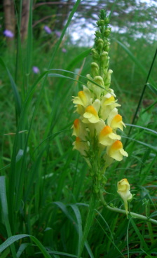 Toadflax