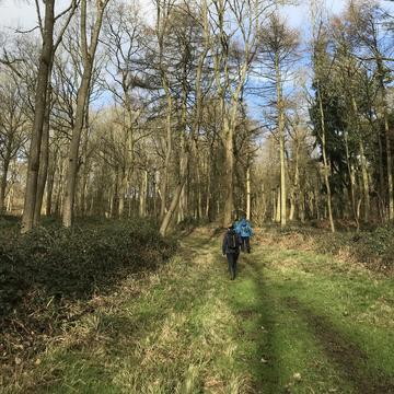 Wytham Wood