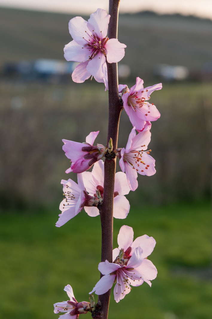 Almond blossom