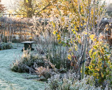 Frost Dec. 2016