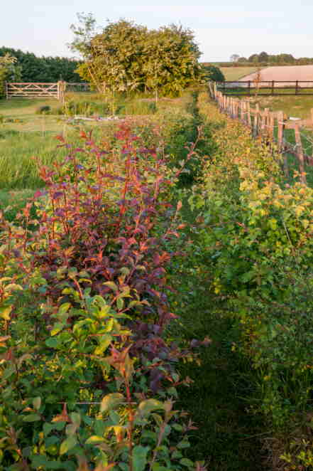hedge in May 2013