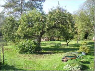 orchard 1