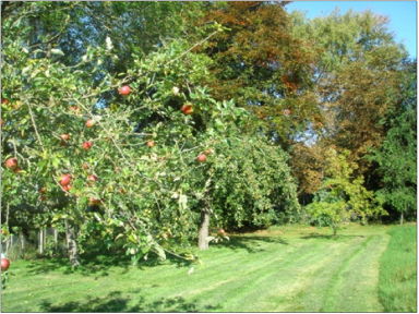 orchard 3