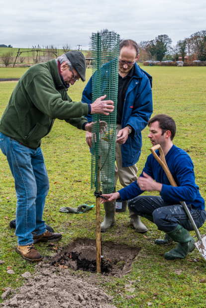 tree planting