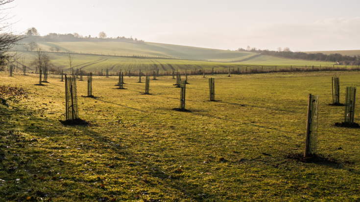 community orchard trees