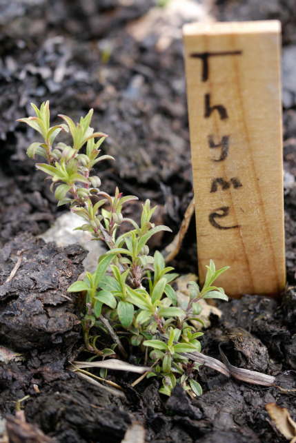 thyme